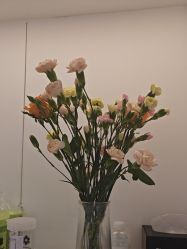 -玛莲朵·海菲秀冰珀科