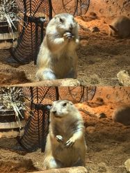 -Zoolung Zoolung动物主题公园(海信广场店)