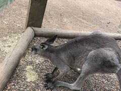 -费瑟代尔野生动物园