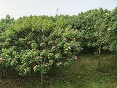 -紫颐香薰山谷景区