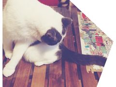 -Cappucimeow猫咪咖啡馆(韦伯时代店)