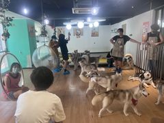 -Husky Go! 哈士奇体验馆·宠物咖啡厅狗咖