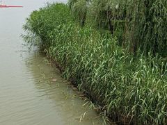 -南翔镇银翔湖公园