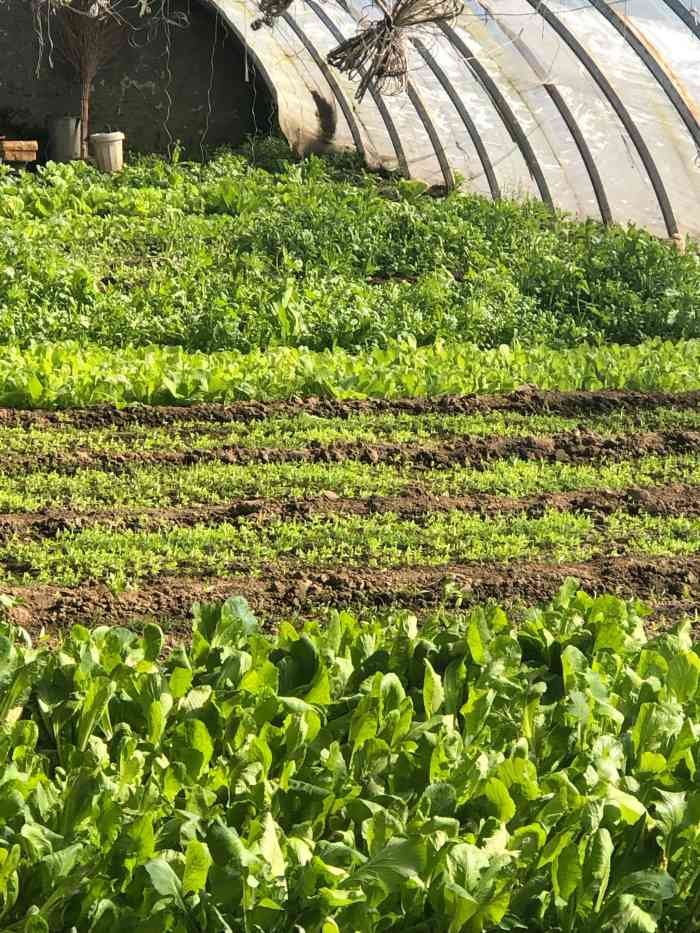 安妮农庄-"离城里不远,北石槽出口出来就是,地方很大.