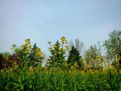 -汉长安城未央宫国家考古遗址公园