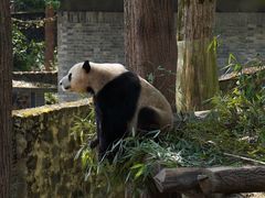 -都江堰中华大熊猫苑