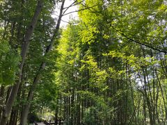 -桤木河湿地公园