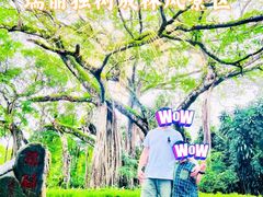 -瑞丽独树成林风景区