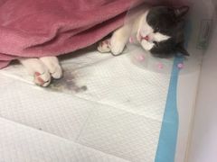 -宠颐生动物医院·心脏科·保险定点(锦阳分院)