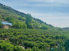 -大勇羊棒骨·烧烤(经六路店)