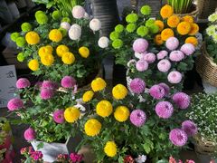 -秦美花卉(天朗·莱茵小城2期店)