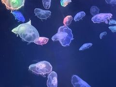 -海合安成都极地海洋公园