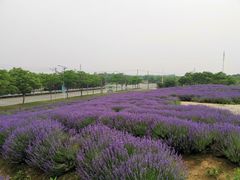 -大塘金香草谷