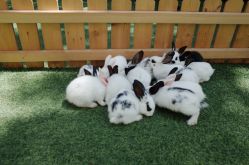 -萌宠亲子动物乐园(槐房万达店)