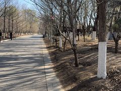 -长白岛森林公园