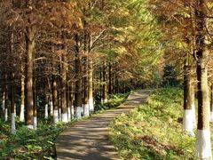 -东莞市大岭山森林公园
