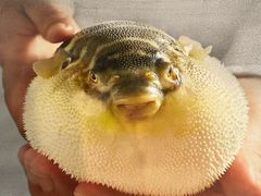 -肆月河豚·新淮扬(金融街店)