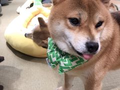 -逗柴咖啡屋·狗咖猫咖宠物桌游