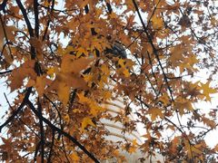 -大觉寺-停车场