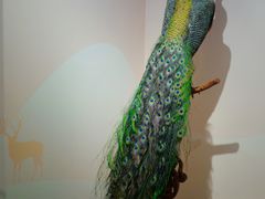 -北京麋鹿生态实验中心