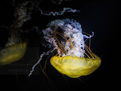 -欢乐海岸海洋奇梦馆