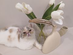 -More Fun猫咖 二十只万元加菲主题