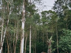 -火炉山森林公园