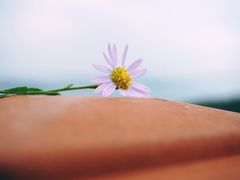 -枸杞岛