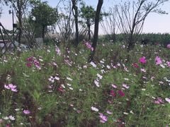 -春花秋色城市公园