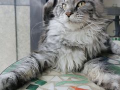-十年猫舍·猫咪专门店(普陀店)