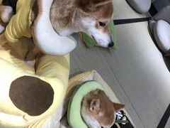 -逗柴咖啡屋·狗咖猫咖宠物桌游