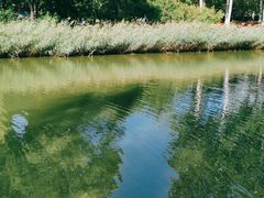 -大兴滨河森林公园