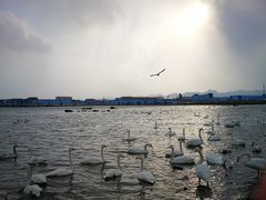 -烟墩角天鹅湖