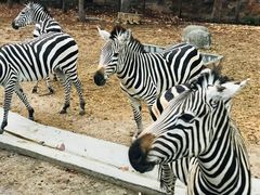 -清迈夜间动物园