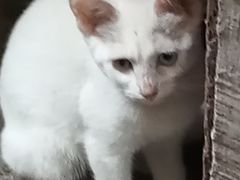 -爱妮康宠物医院·干细胞免疫细胞·肿瘤·心脏(张江店)