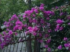 -四川大学(望江校区)