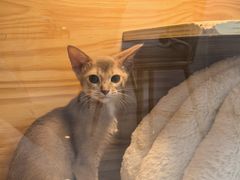 -小猫来了猫舍(福田店)