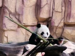 -泉州海丝野生动物世界