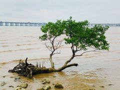 -宝安西湾红树林湿地公园