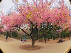 -井之头恩赐公园
