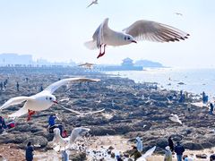 -栈桥景区
