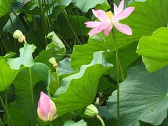 -北京动物园-畅观楼