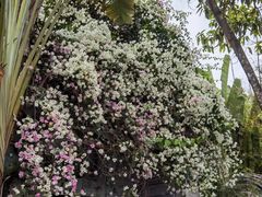 -深圳国际园林花卉博览园