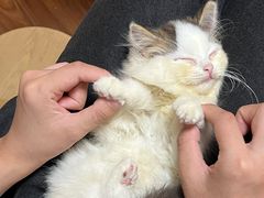 -楼上猫咖(罗湖店)