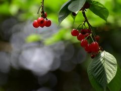-樱桃山旅游景区