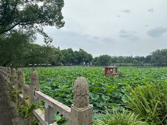 -鲁镇