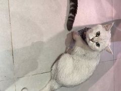 -Heymao猫咖.咖啡厅(东门店)