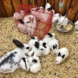 -未来动物城主题公园(正弘城店)