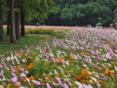 -上海共青森林公园