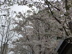 -西树泡芙(静安大悦城店)